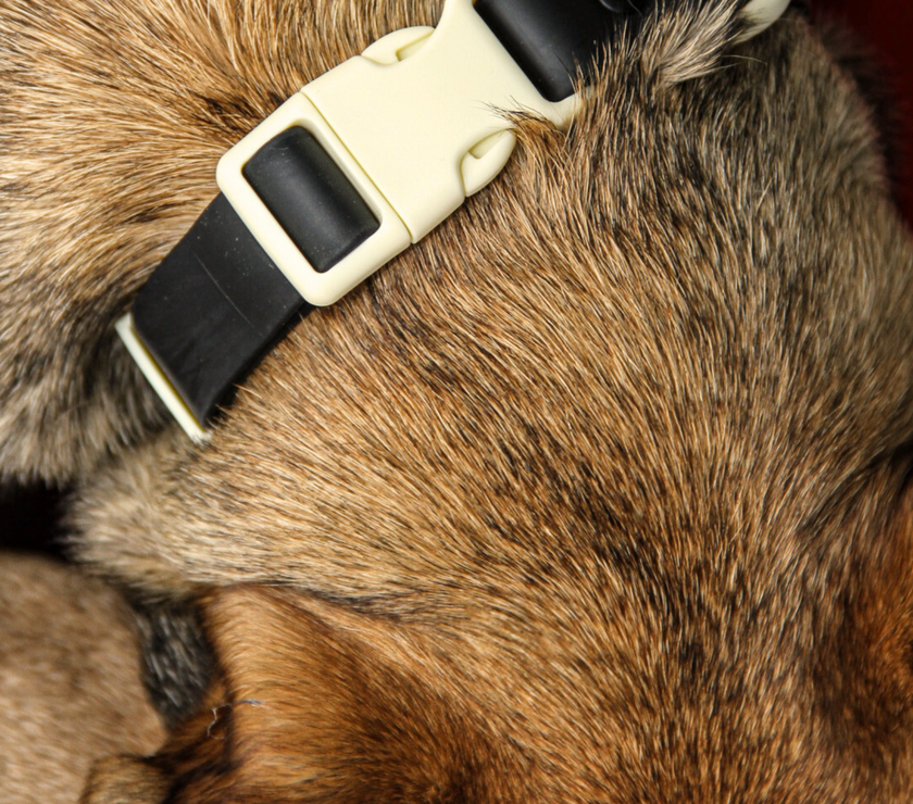 The Fritz Collar