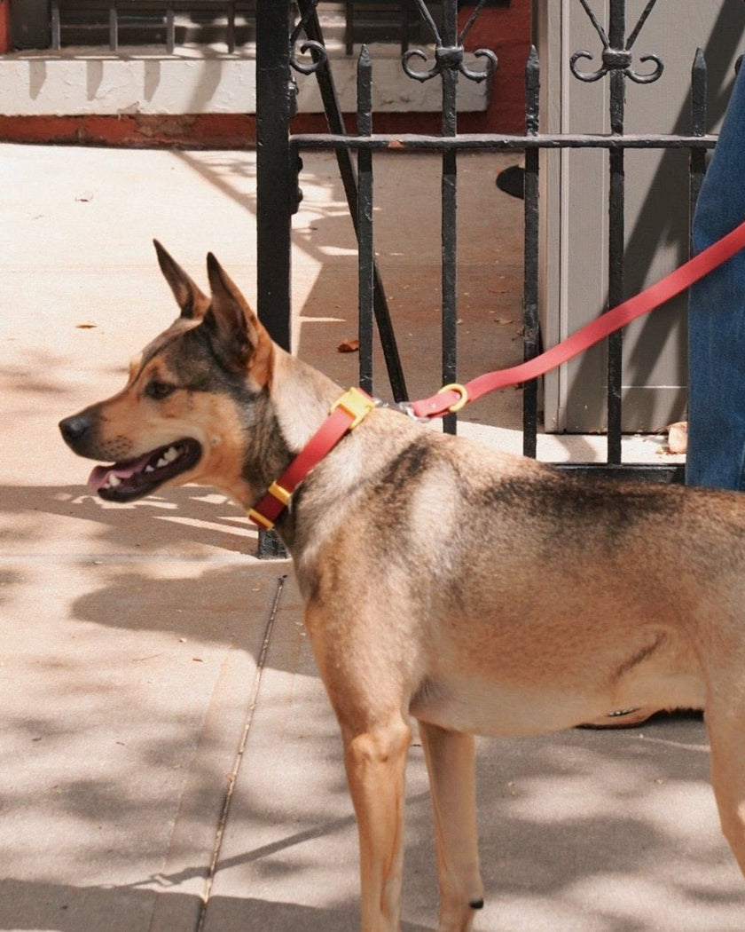 The Fritz Leash