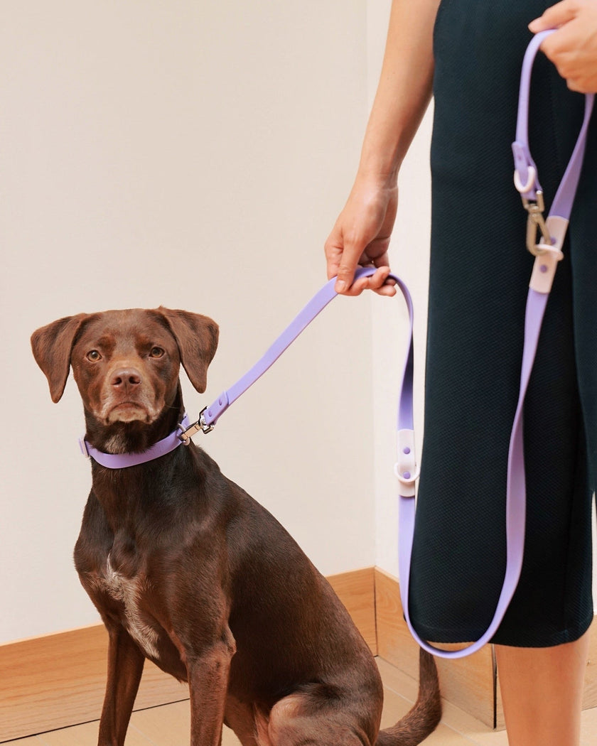 The Fritz Leash