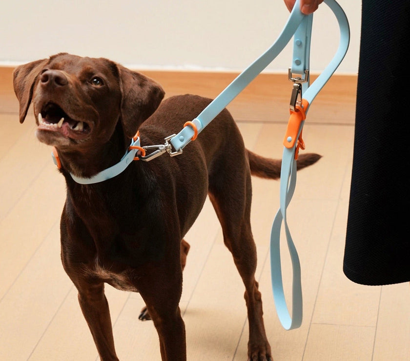 The Fritz Leash