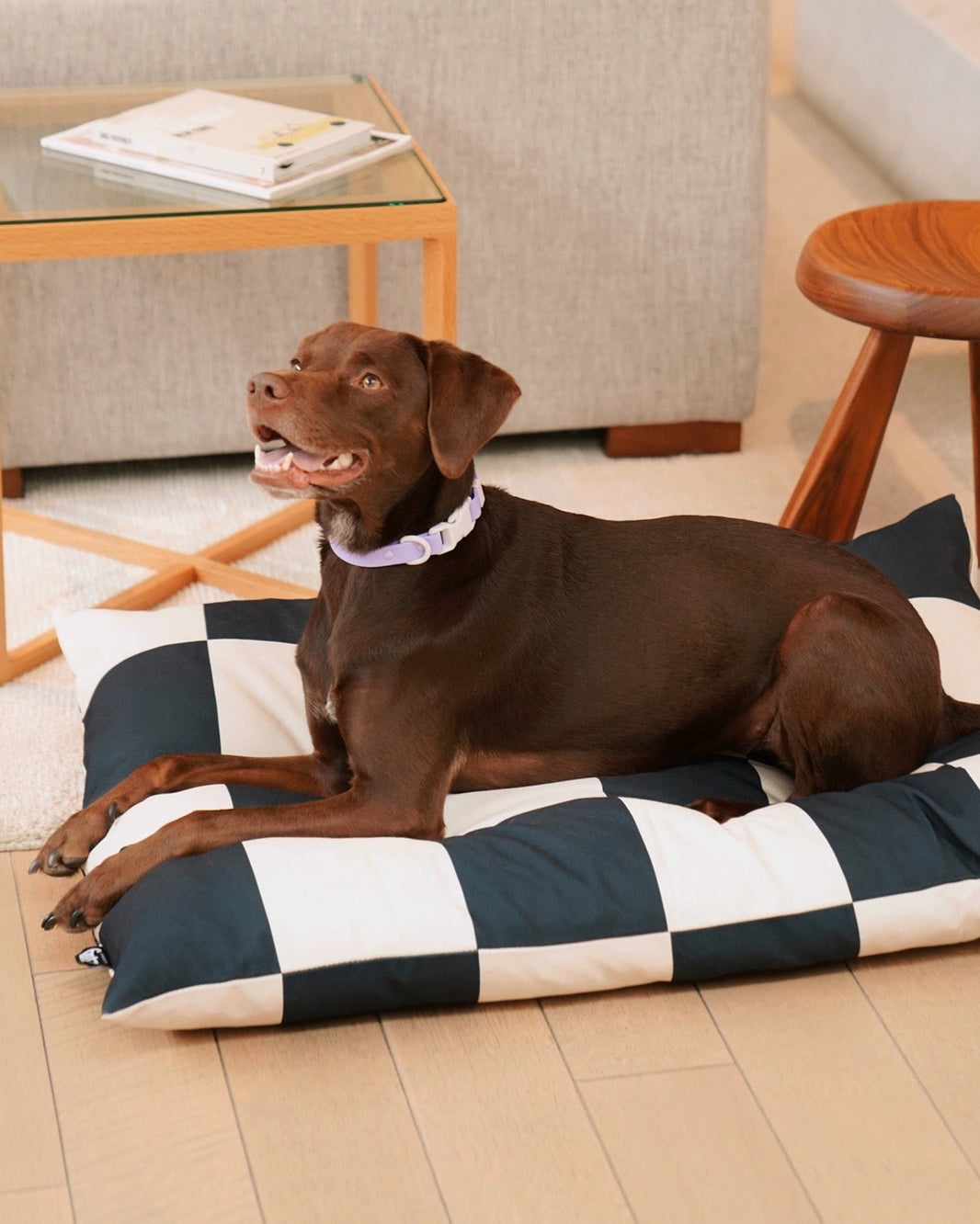 The Fritz Bed
