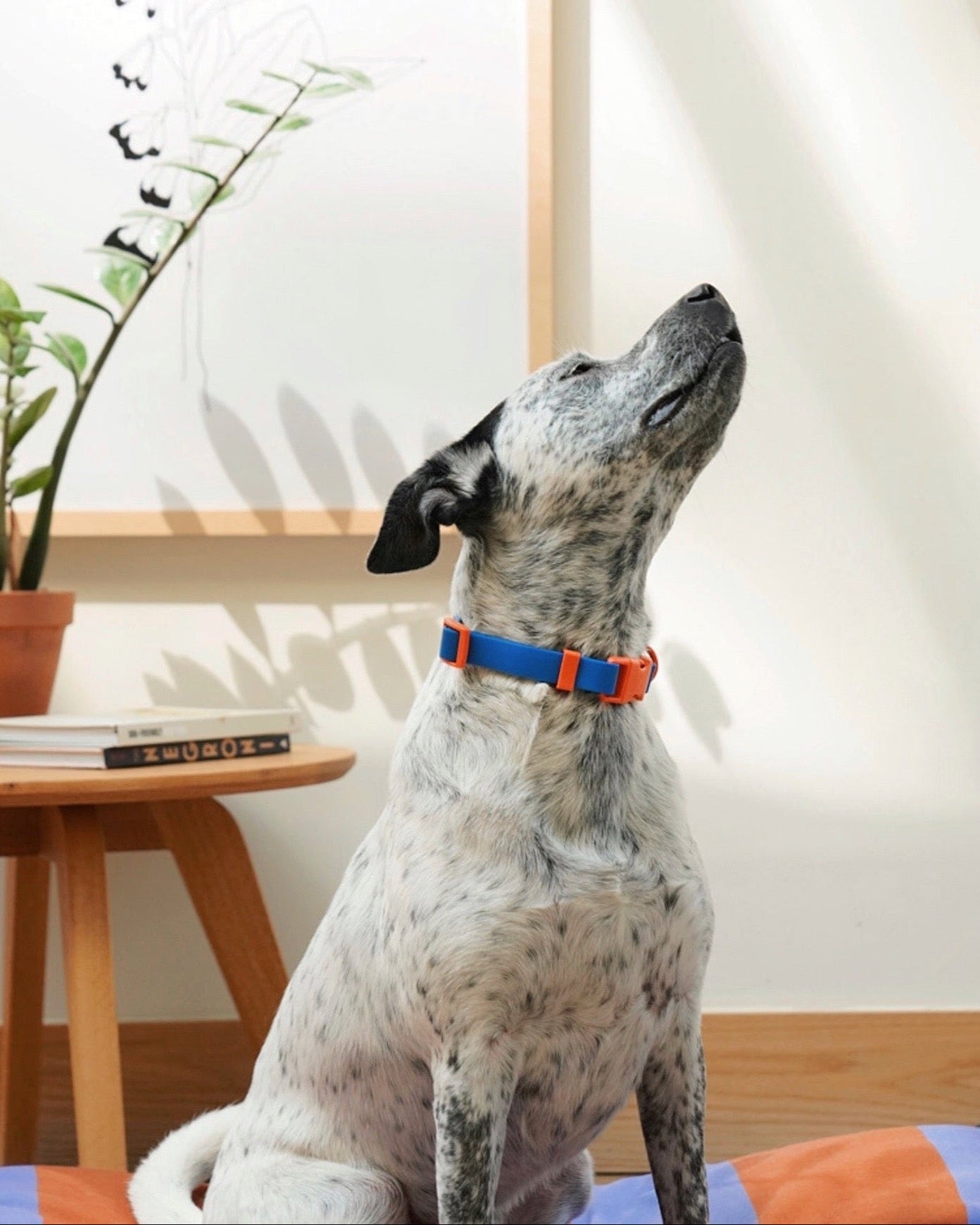 The Fritz Collar - Laeta Kids