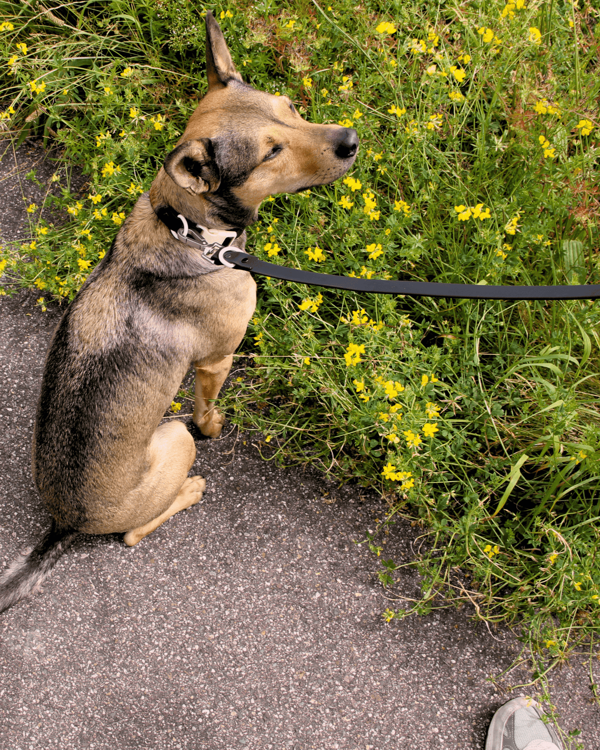 The Fritz Leash - Laeta Kids